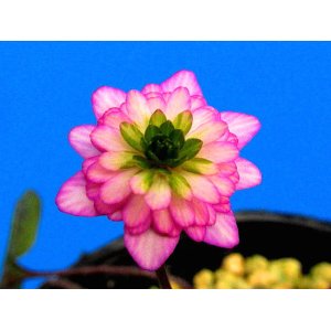 画像: 雪割草銘品【華人形】（中芽株立ち）/開花中