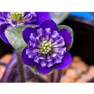 画像: 雪割草銘品【源氏星】(上1芽株)