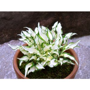 画像: 霊山（1芽株）