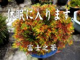 画像: 今期の販売は終了です。