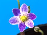 画像: 雪割草選別花　002（大1芽株/3号プラ鉢）
