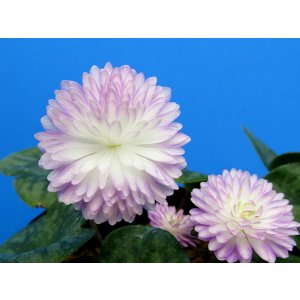 画像: 雪割草銘品【鳳凰】(大1芽株)