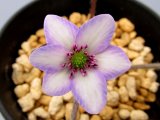 画像: 雪割草選別花　047（特上1芽株/3.5号プラ）/開花中