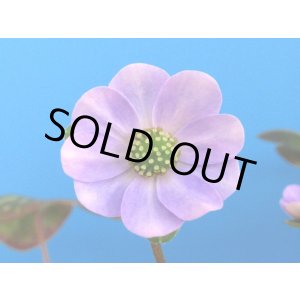 画像: 雪割草銘品【富士丸】（大1上1芽株）