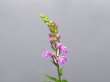 画像4: 羽蝶蘭優良花