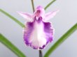 画像1: 羽蝶蘭優良花