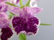 画像2: 羽蝶蘭優良花