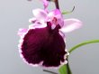 画像1: 羽蝶蘭優良花