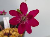 画像: 雪割草【花粉親】（大1上1芽株/3号プラ鉢）