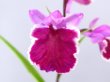 画像1: 羽蝶蘭選別花