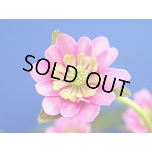 画像: 雪割草銘品【金環飾】（上1芽株）