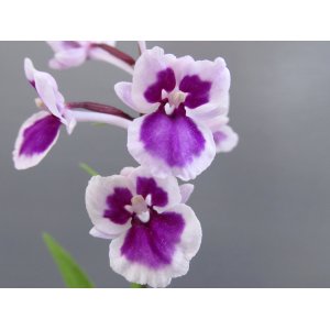 画像: 羽蝶蘭選別花　【特売中30％off】　