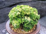 画像: 艶姫　2.5Ｐ