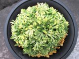 画像: 白鶴　2.5Ｐ