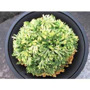 画像: 白鶴　2.5Ｐ