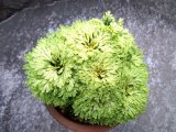 画像: 白鈴　2.5Ｐ