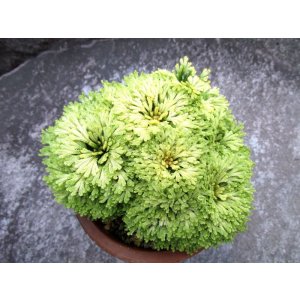 画像: 白鈴　2.5Ｐ