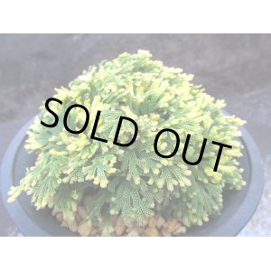 こだわりのイワヒバ優良株/東邦植物園ネットショップ販売 (Page 2)