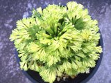 画像: 墨絵鳳凰　2.5Ｐ