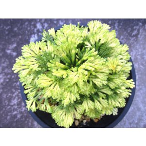 画像: 墨絵鳳凰　2.5Ｐ