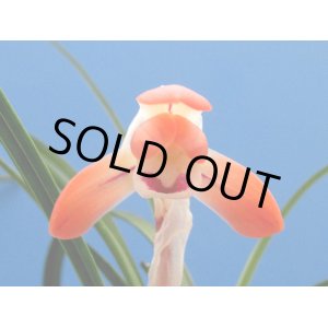 画像: 日本春蘭【女雛】（花芽2ヶ付き株）年末特価　18000円⇒15000円