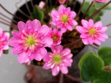 画像: 雪割草選別花　132（大1芽株/3.5号プラ）