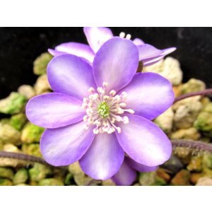 画像: 雪割草選別花　003（大1芽株/3.5号プラ鉢）