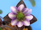 画像: 雪割草選別花　139（大3芽株/4号プラ鉢 ）