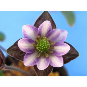 画像: 雪割草選別花　139（大3芽株/4号プラ鉢 ）