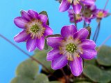 画像: 雪割草選別花　150（大3芽株/3.5号プラ）