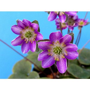 画像: 雪割草選別花　150（大3芽株/3.5号プラ）