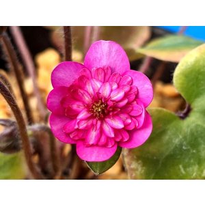 画像: 雪割草選別花　087（大1芽株/3.5号プラ）