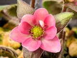 画像: 雪割草選別花　107（大1芽株/3.5号プラ）