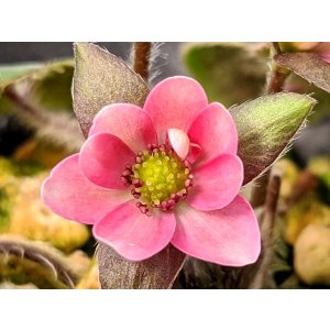 画像: 雪割草選別花　107（大1芽株/3.5号プラ）