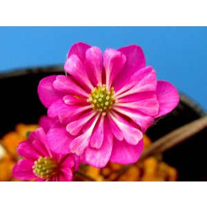 画像: 雪割草選別花　129（大1芽株/3号プラ）