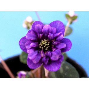 画像: 雪割草選別花　111（大3芽株/3.5号プラ）