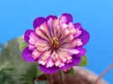 画像: 雪割草選別花　063（大1芽株/3号プラ）