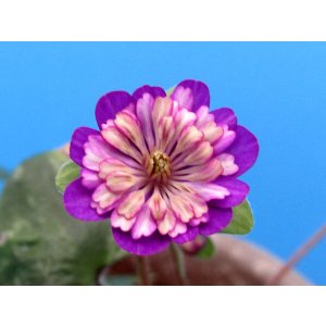 画像: 雪割草選別花　063（大1芽株/3号プラ）