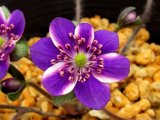 画像: 雪割草選別花　089（大1上1芽株/3.5号プラ）