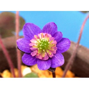 画像: 雪割草銘品【玉雀】（大2上1芽株）/咲き出し