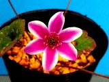画像: 雪割草選別花　042（良1芽株/3号プラ）/開花中