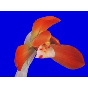 画像: 日本春蘭【舞妓】（花芽1ヶ付き株）