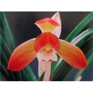 画像: 日本春蘭【紅寿丸】