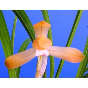 画像: 日本春蘭【稚児桜】