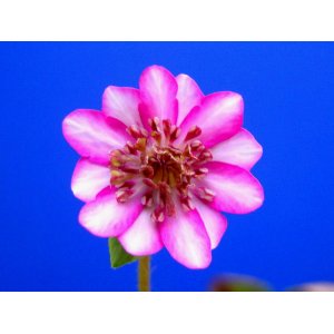 画像: 雪割草銘品【多伽羅】（大1芽株）/開花中