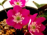 画像: 雪割草選別花　095（大1良1芽株/3.5号プラ鉢）