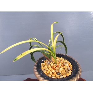 画像: 日本春蘭【安積冠】