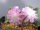 画像: 雪割草選別花　無銘千重（大1芽株/3.5号プラ）/開花中