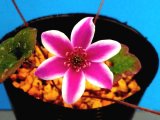 画像: 雪割草選別花　042（中1芽株/3号プラ）/開花中