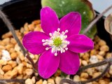 画像: 雪割草選別花　005（大1芽株/3.5号プラ）/咲き出し